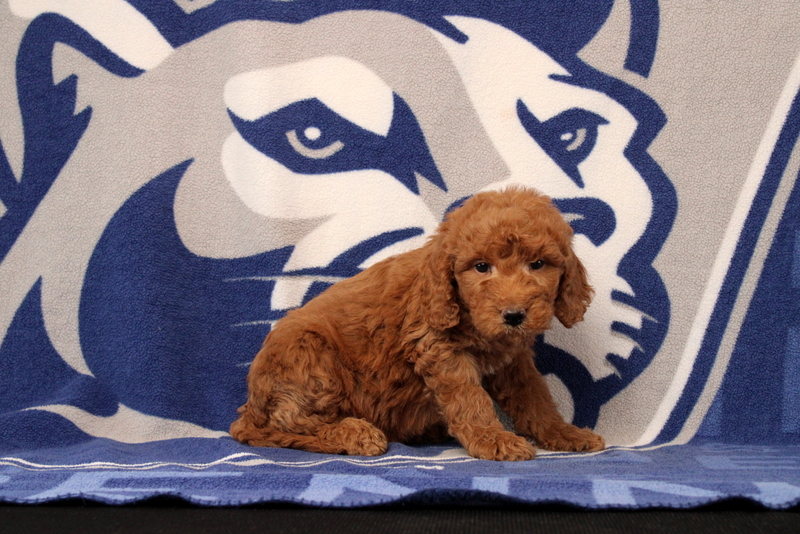 puppy, for, sale, Mini Goldendoodle F1B, Matthew B. Stoltzfus, dog, breeder, Gap, PA, dog-breeder, puppy-for-sale, forsale, nearby, find, puppyfind, locator, puppylocator, aca